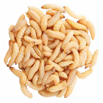 живые насадки