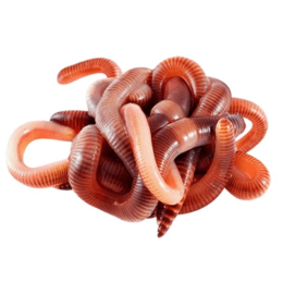 Дендробена 25гр. (03,-1,2 гр) термоконтейнер